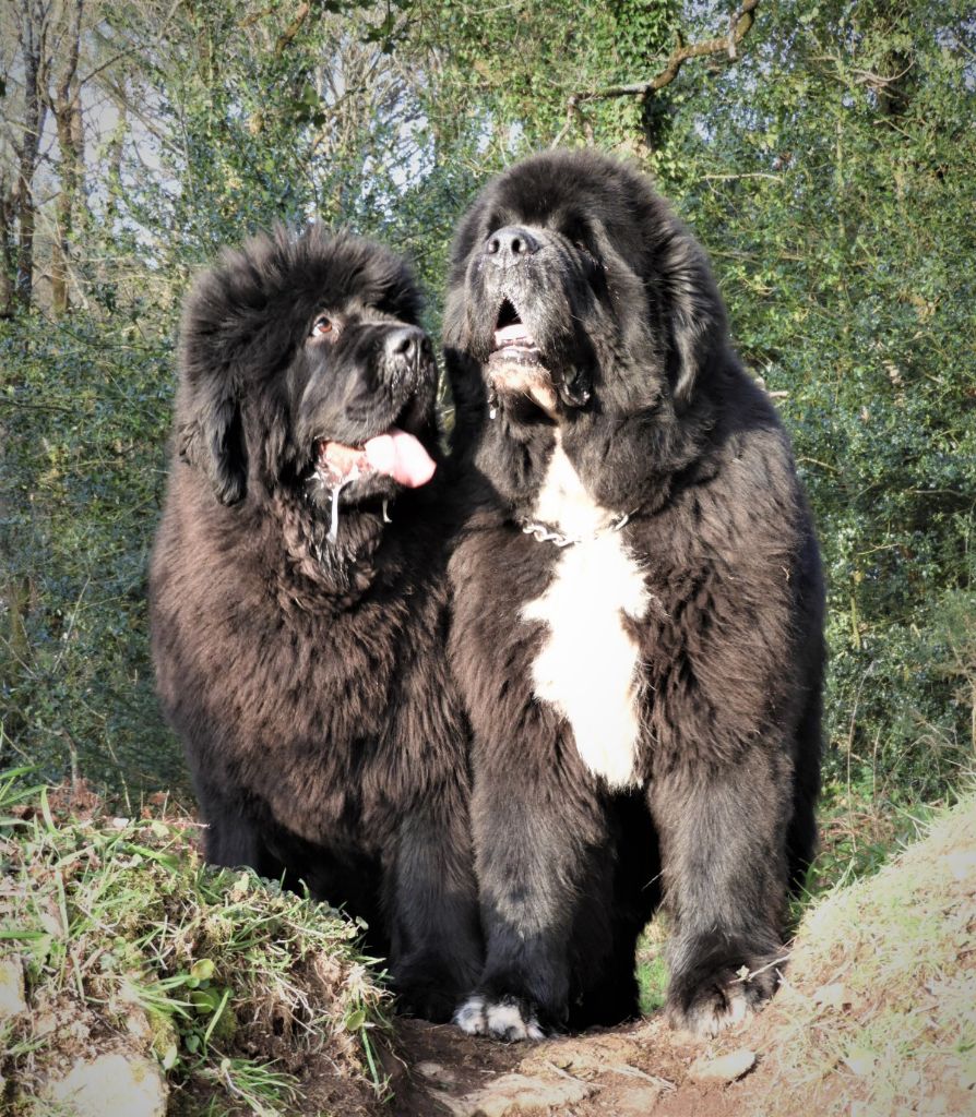 chiot Terre-neuve Des Flots D'Hisse Et Eau