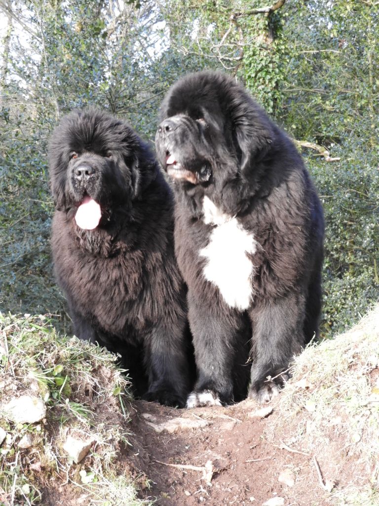 chiot Terre-neuve Des Flots D'Hisse Et Eau