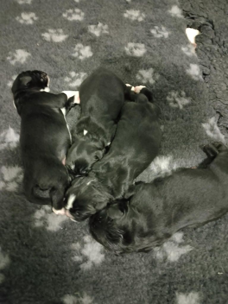 Chiots nés le 18 novembre , disponibles à la réservation 