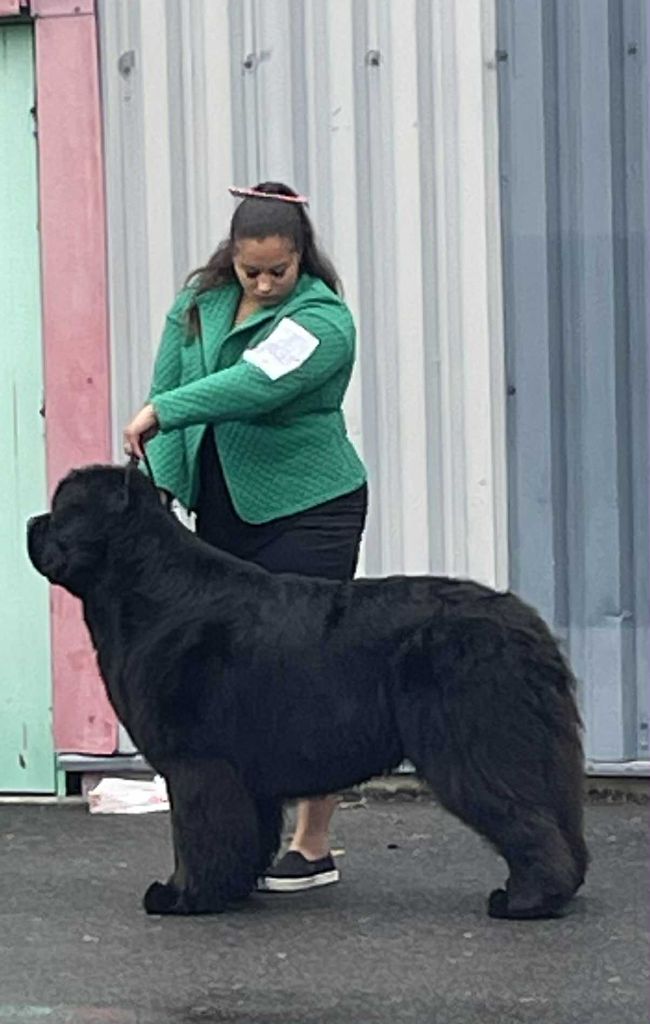 Des Flots D'Hisse Et Eau - Chiots prévus fin novembre