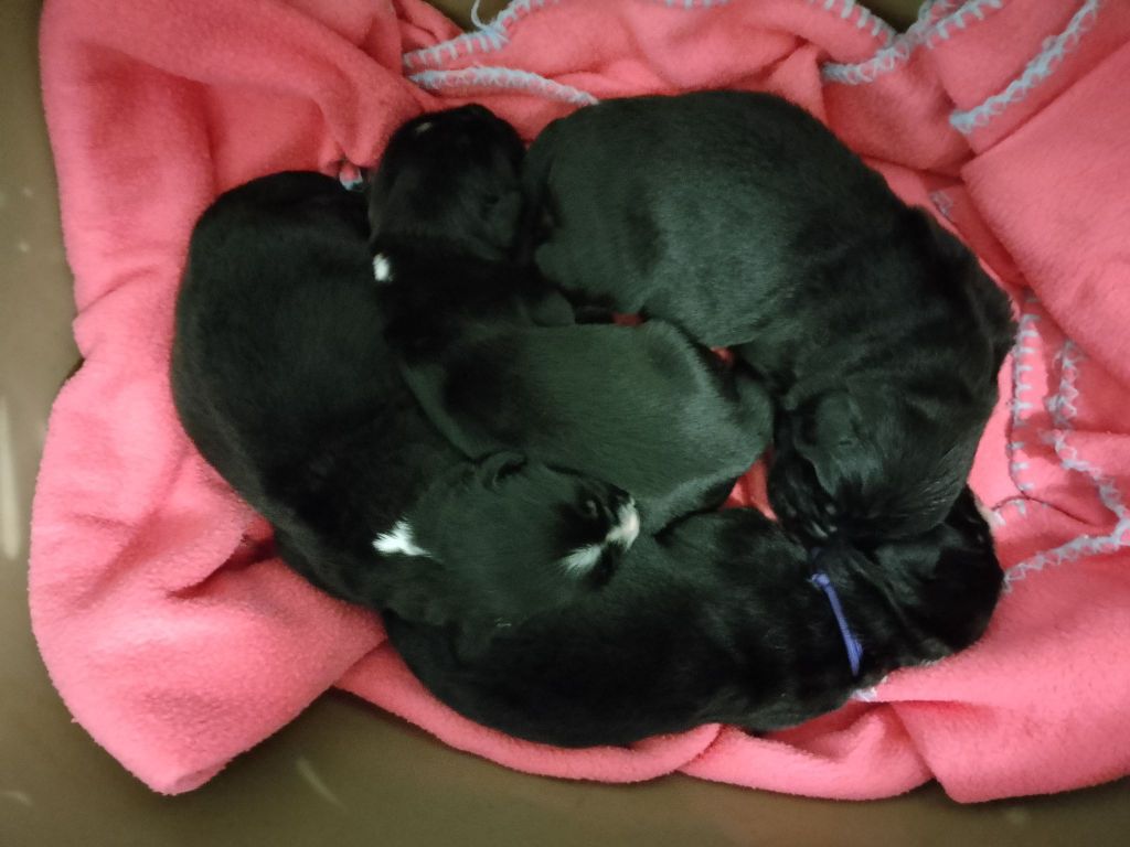 Des Flots D'Hisse Et Eau - Chiots disponibles - Terre-neuve